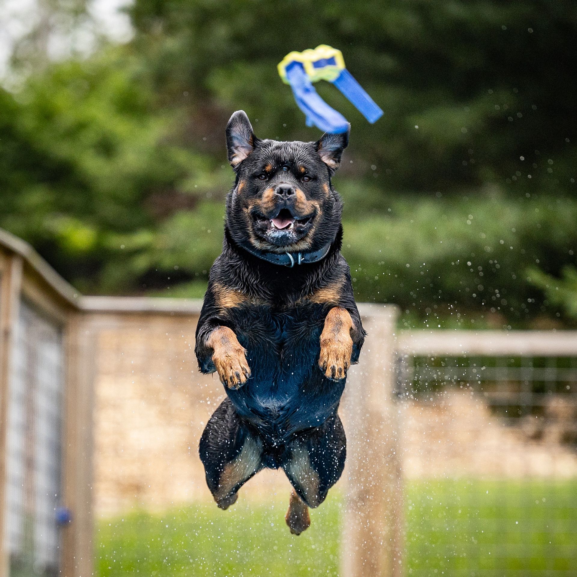 Dock diving action photography at Splash Town Warwick